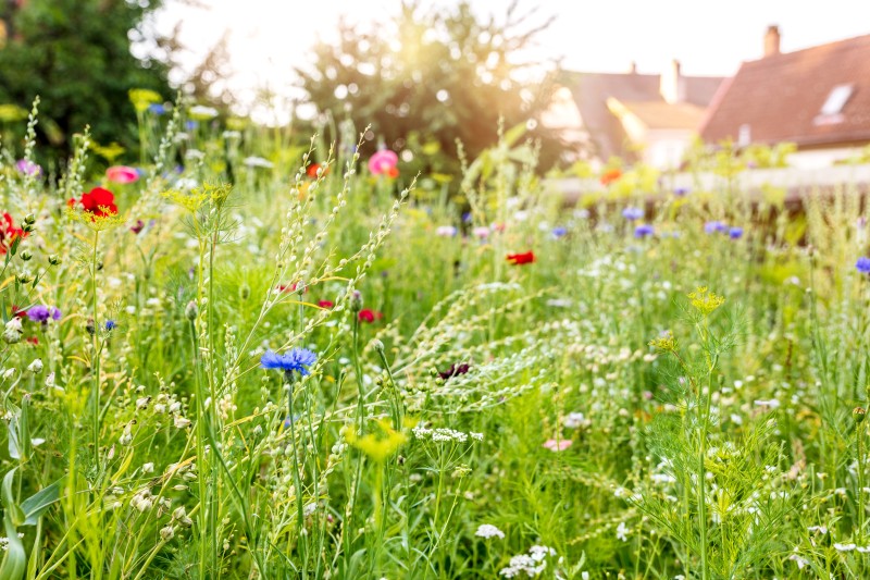 Blumenwiese statt Rasen