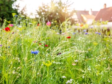 Blumenwiese statt Rasen