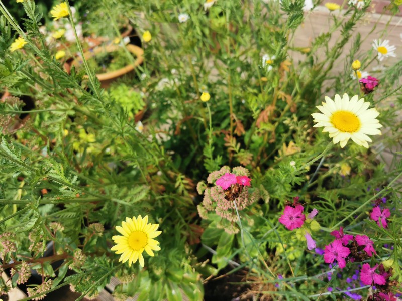 Wildblumenbalkon
