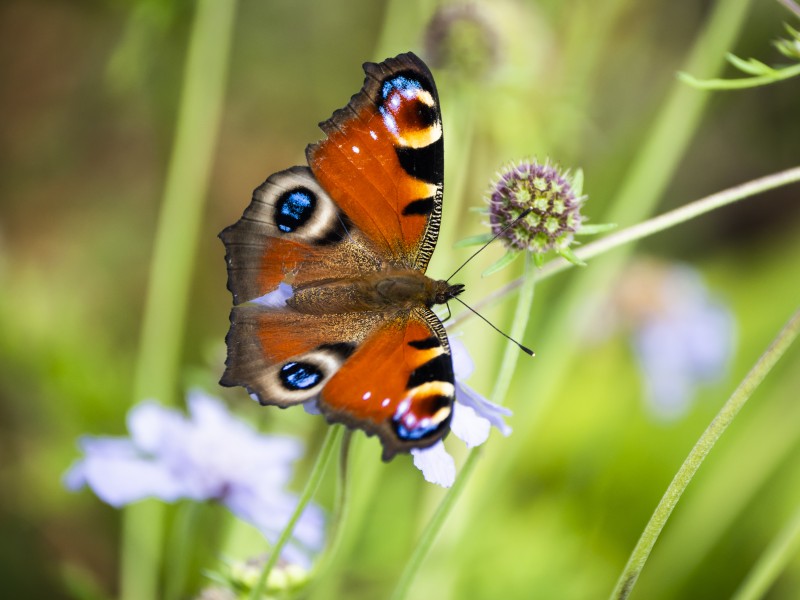 Insektenfreundlicher Garten
