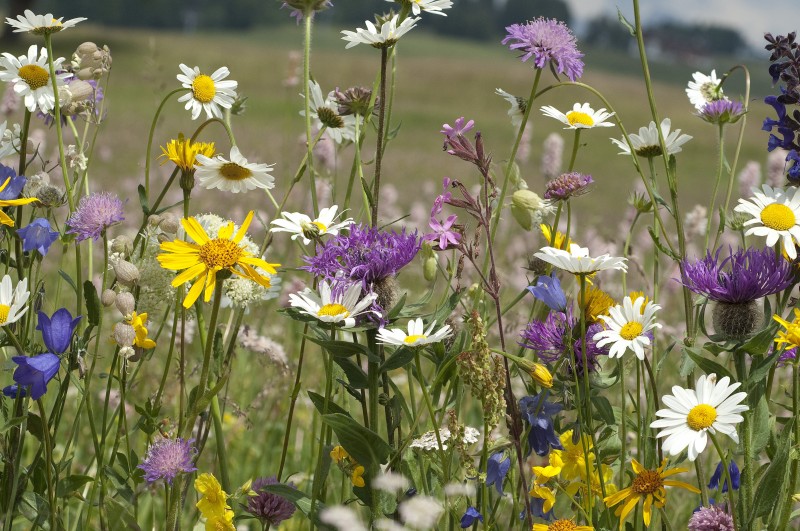 Alles Blumen