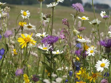 Alles Blumen