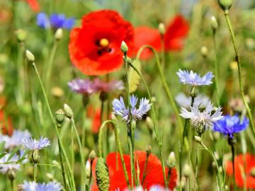 Blüten für einen Sommer