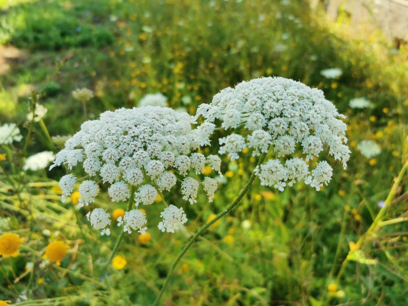 Wiese oder blühender Saum?