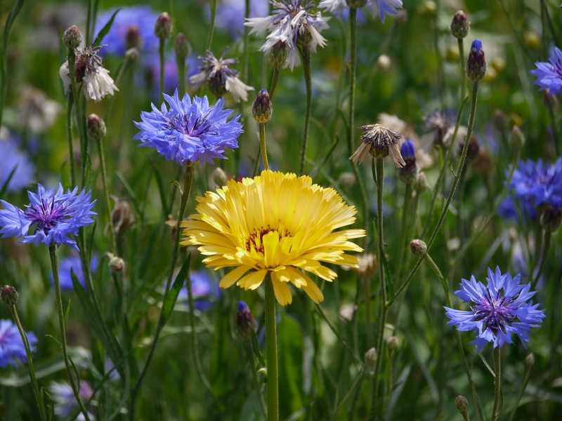 Unifarbene Beete